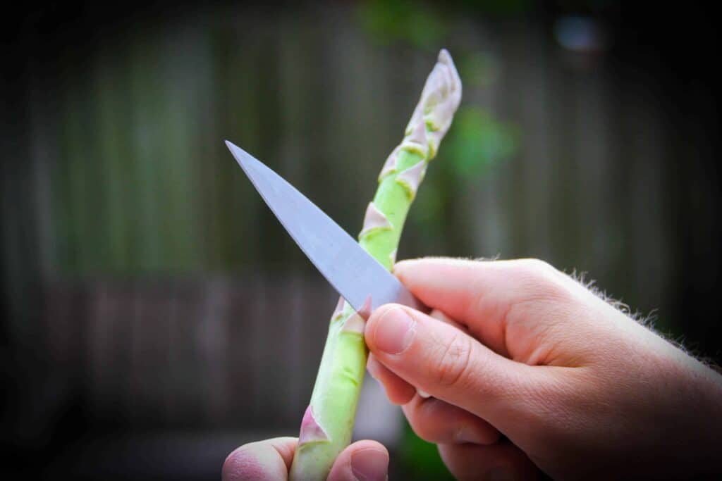 Cleaning the asparagus with a knife.