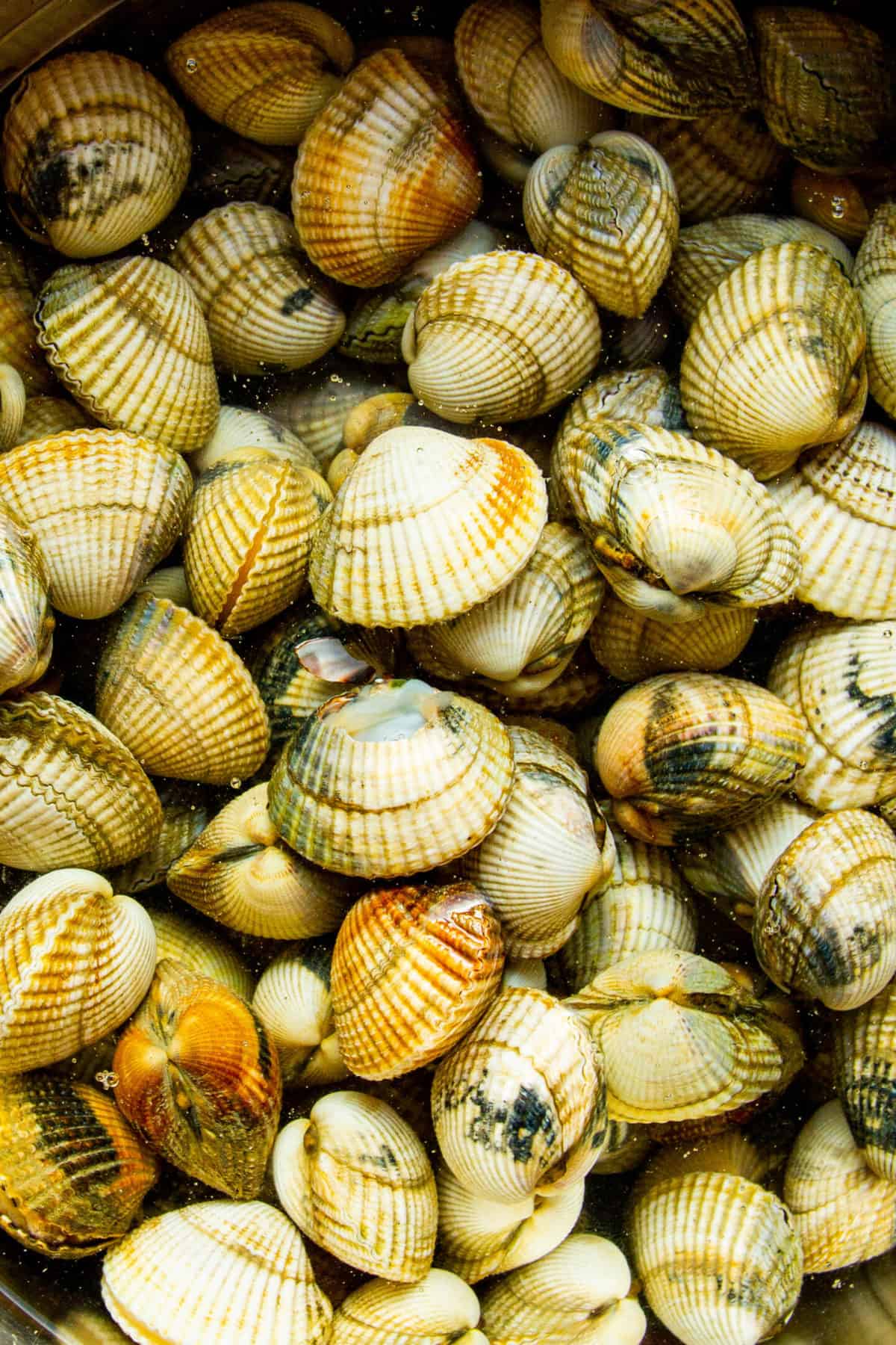 Raw cockles in water.